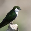 Swallows